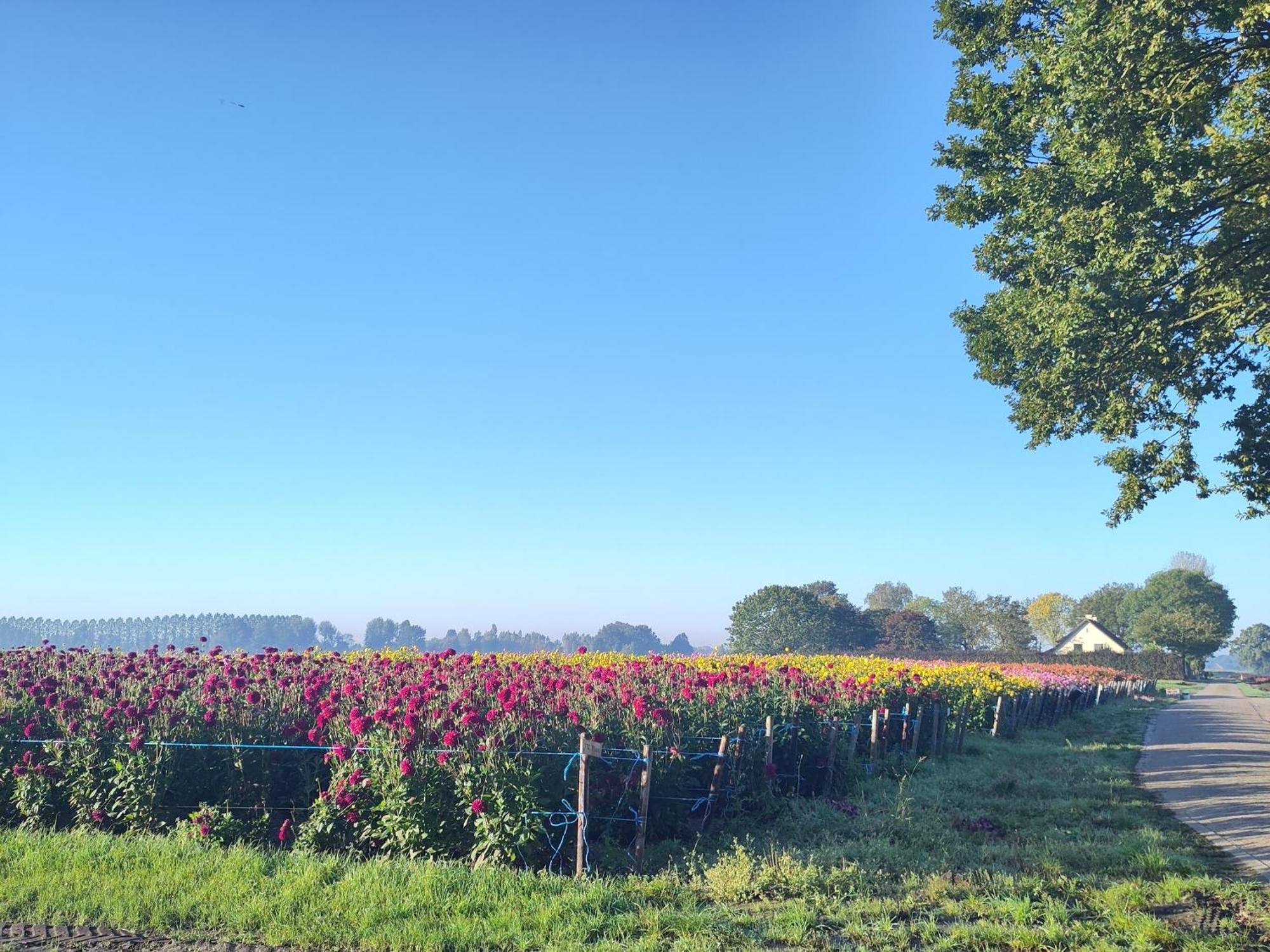 'T Voske Bed & Breakfast Zundert Екстериор снимка