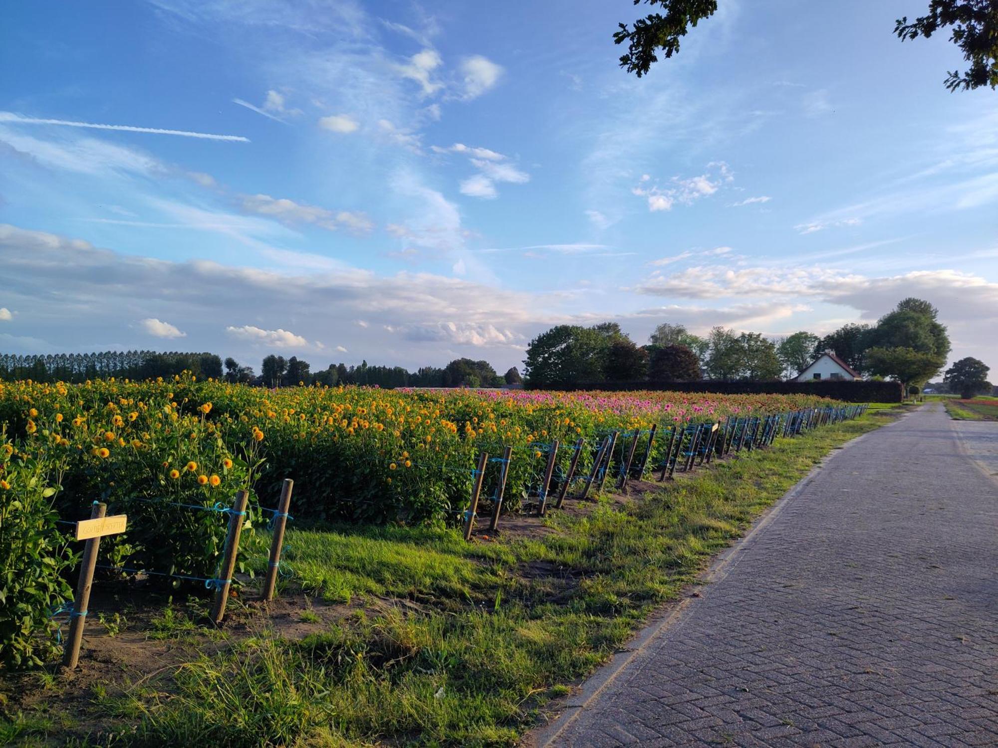 'T Voske Bed & Breakfast Zundert Екстериор снимка